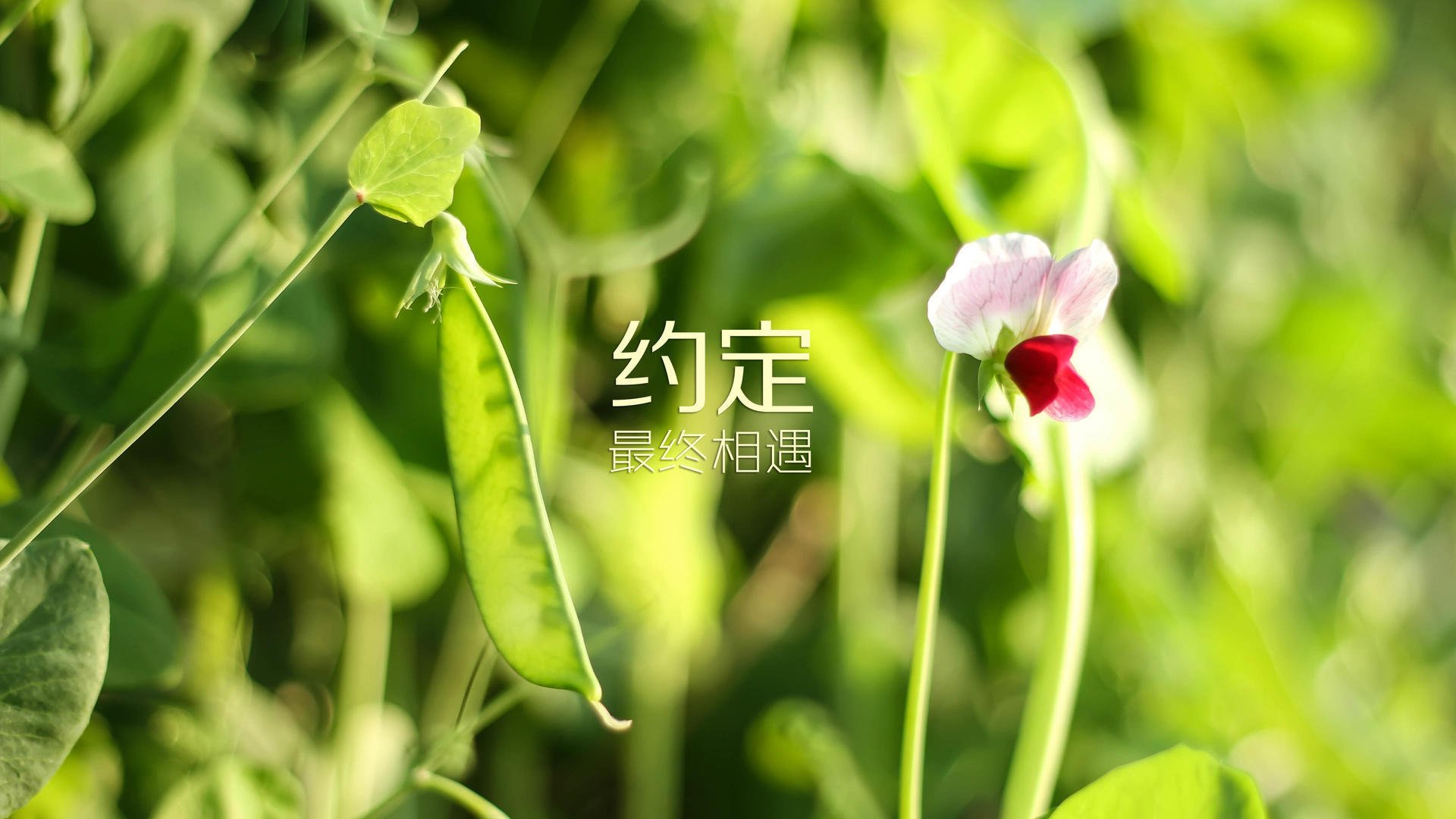爱游戏官方-意大利马术协会建立马匹基因数据库，促进马匹选育与训练。，意大利马具
