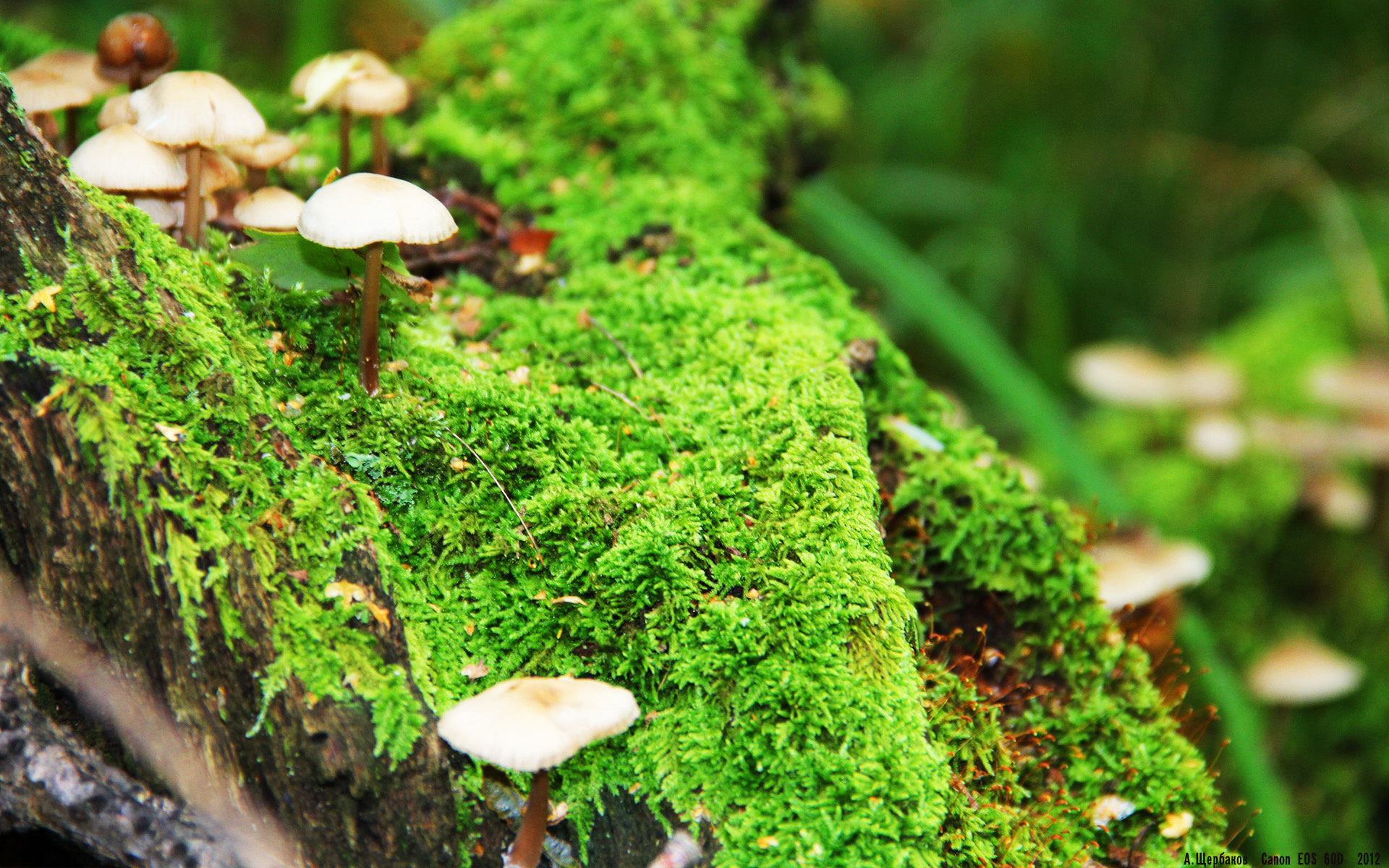 电竞行业的可持续发展：规范管理与长期规划，电竞产业的发展现状