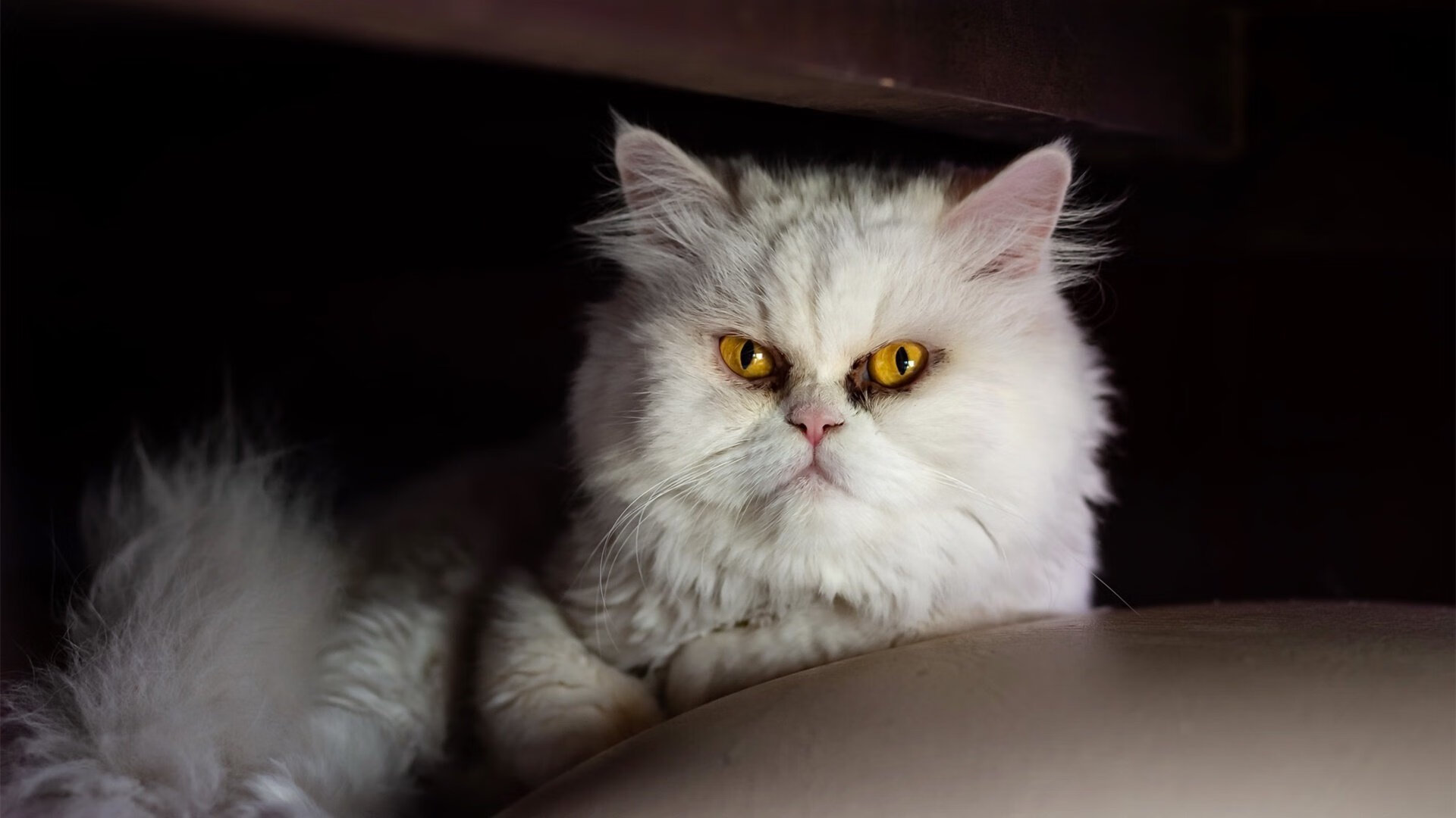 爱游戏-Astralis 在 BLAST Premier 中获得季军，astralis战队成员分工