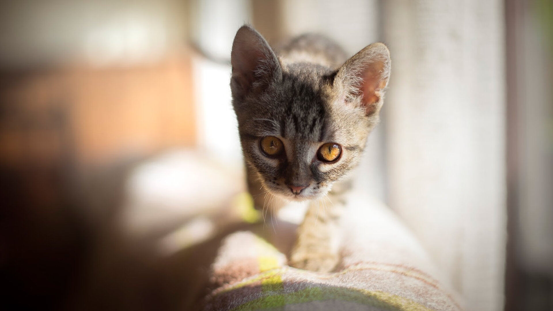 FaZe探索与LCS队伍共建内容品牌