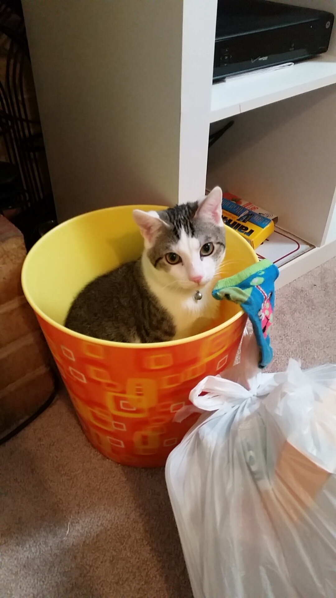 中国象棋协会发布象棋教练员培训计划,中国象棋协会发布象棋教练员培训计划是真的吗