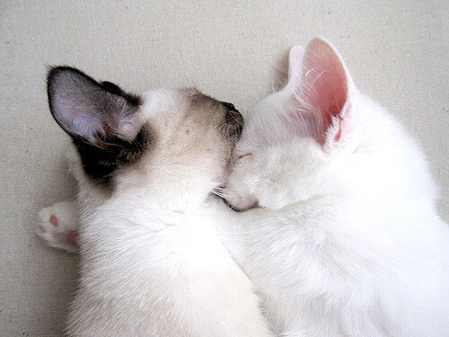 CBA球员转会期开启 多支球队调整阵容,cba球员转会是什么意思