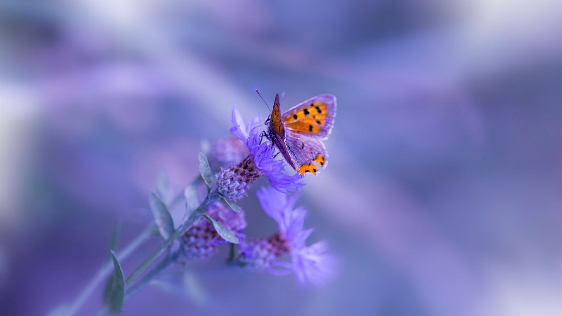 冠军杯赛区揭晓,西甲球队面临新考验,西甲联赛冠军奖杯叫什么