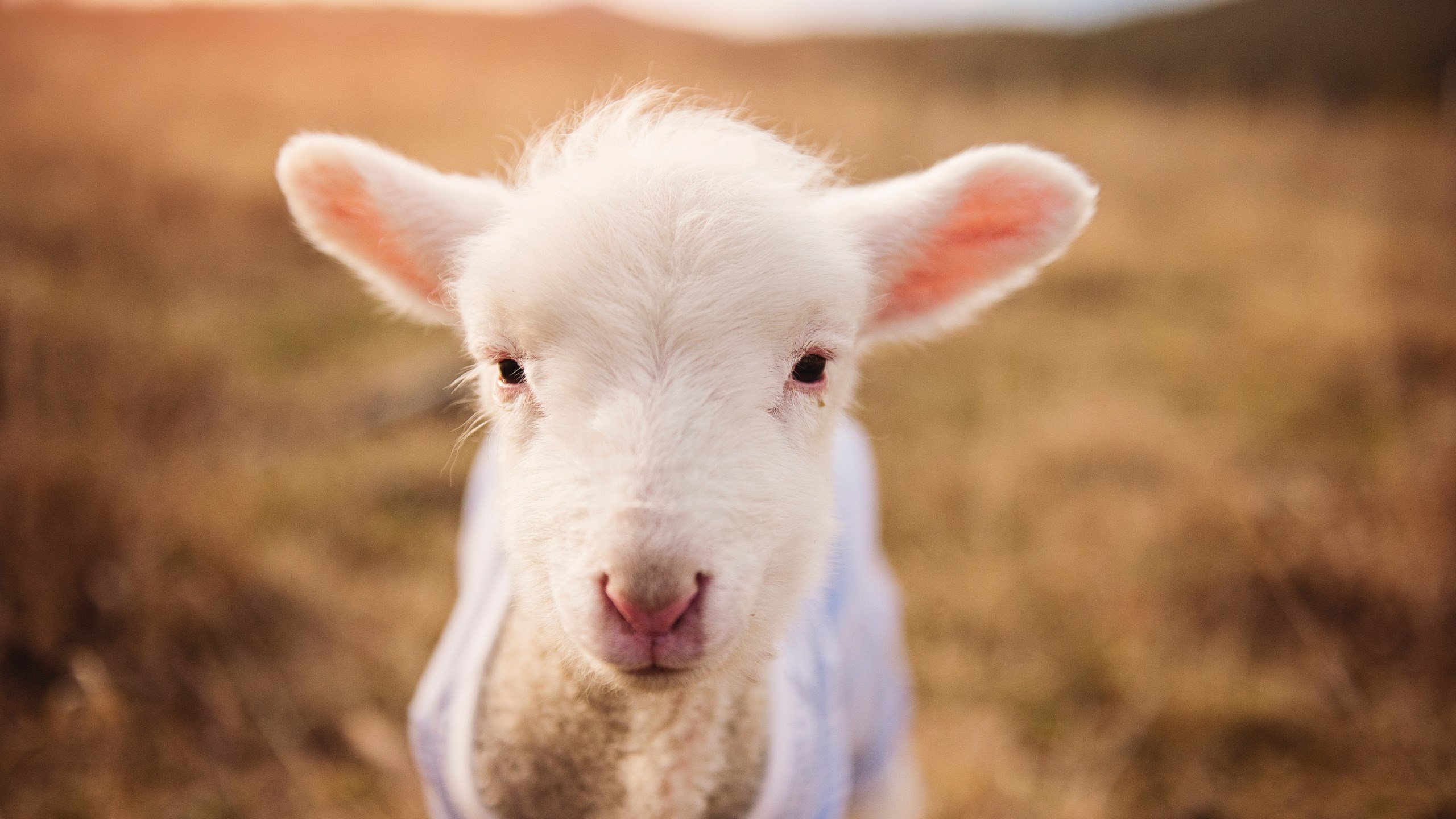 利物浦2-1狼队,萨拉赫破门,利物浦球队萨拉赫