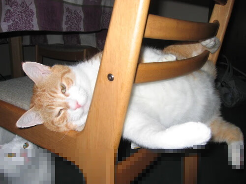 女子200蝶划频变化趋势中美分化明显,女子200米蝶泳决赛完整视频