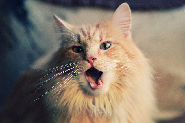 爱游戏在线登录入口-多特蒙德铁血誓师，欧冠之巅终将属于他们，多特蒙德有欧冠冠军吗