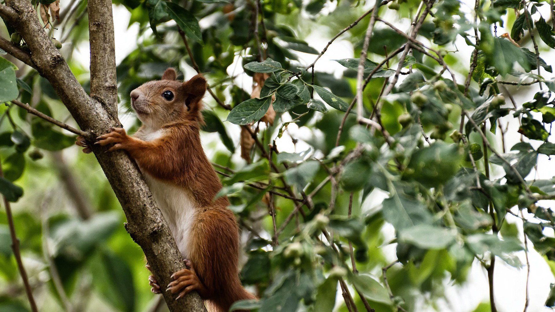 爱游戏官方网站-女足职业化进程加快，职业化的女足联赛有多少