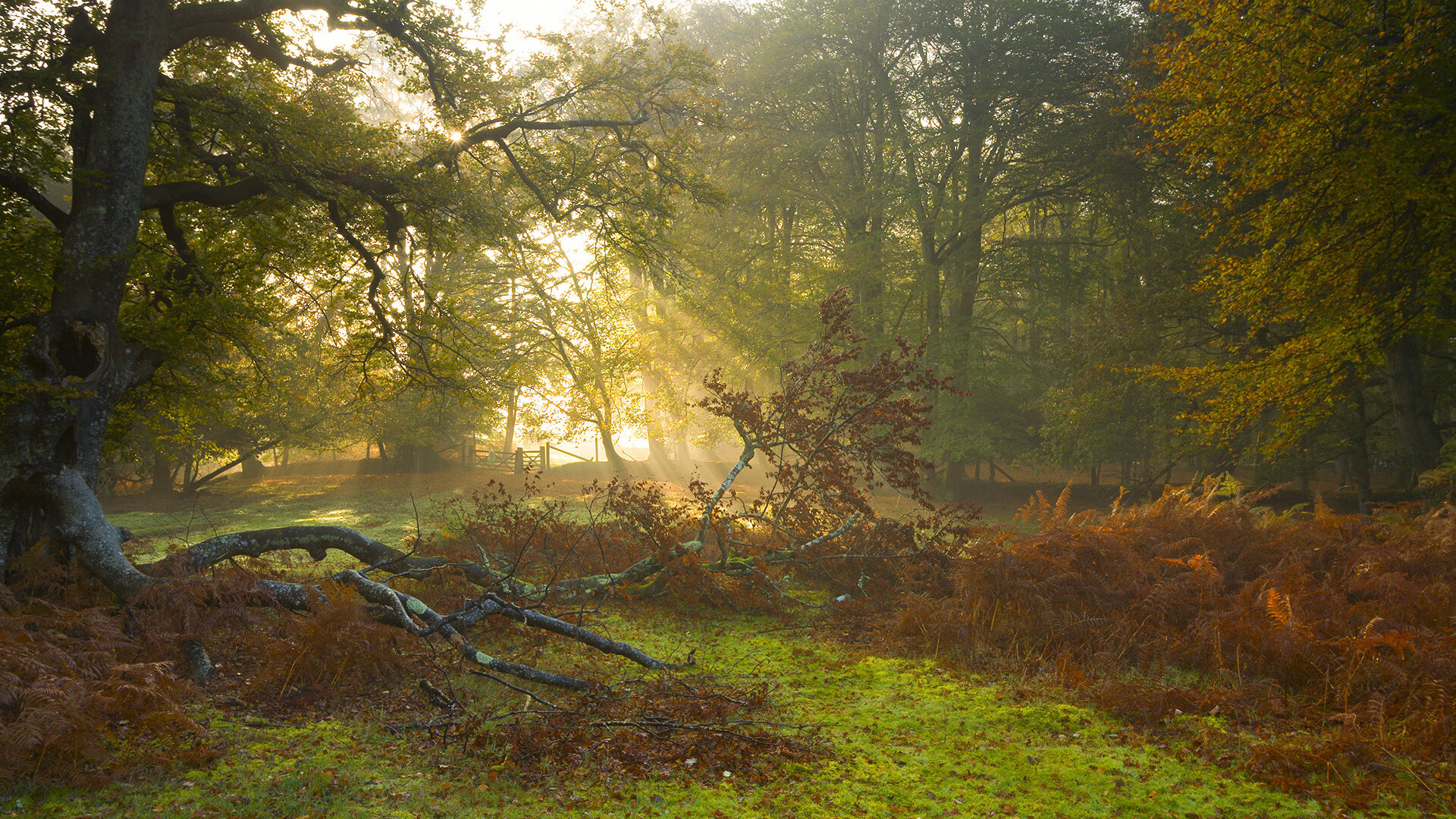 AYX GAME-尼姆主场失利，球队排名继续下滑，尼姆队徽