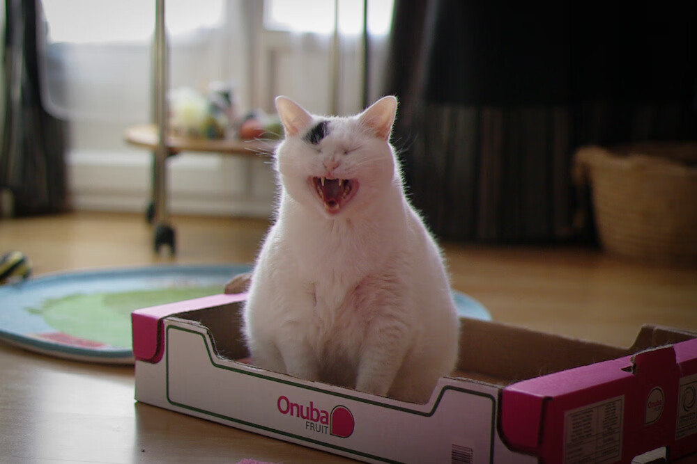 王宗源决赛发挥获教练肯定,王宗源教练是谁