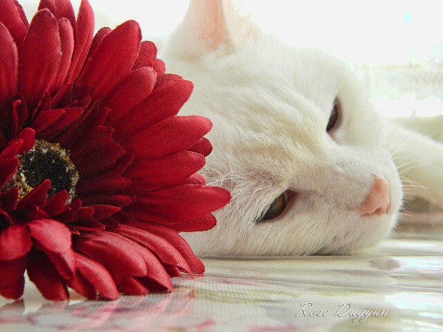 体育新闻中心深化体育大模型语义识别应用，体育模型演示